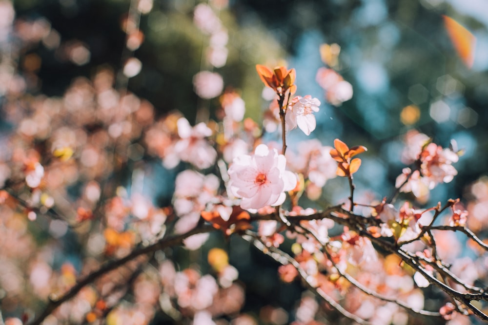 selective focus of white cherry blossom during daytime