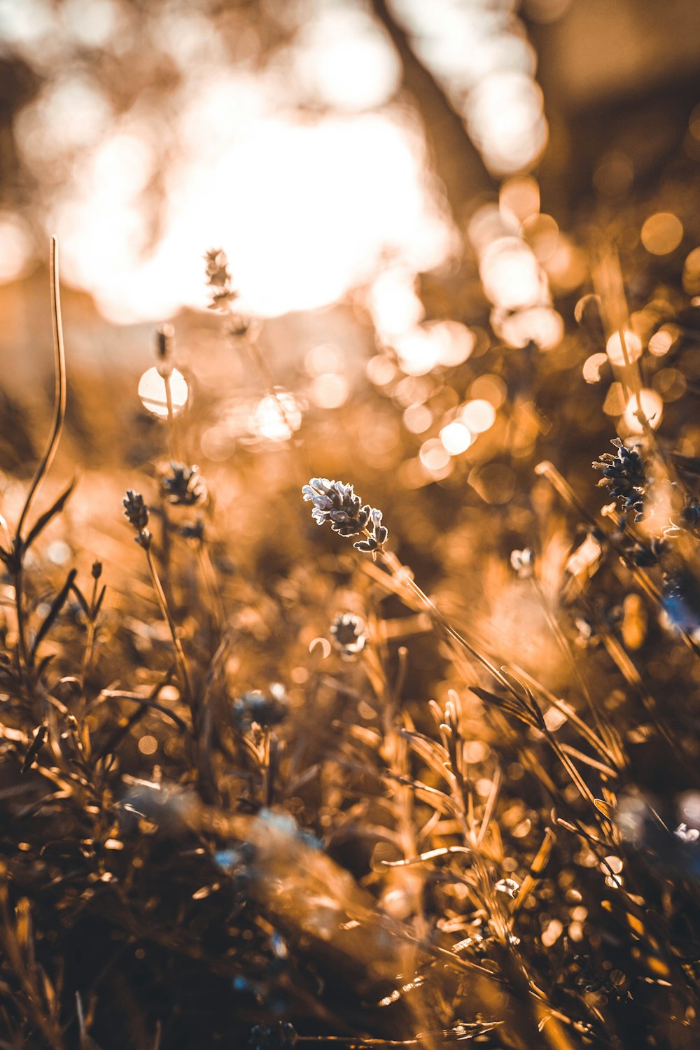 um close up de um campo com grama e flores