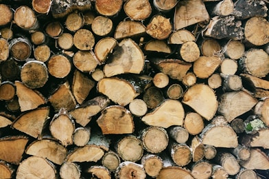 selective focus photography of wood log