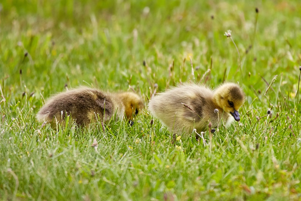 two yellow ducklings on green grass