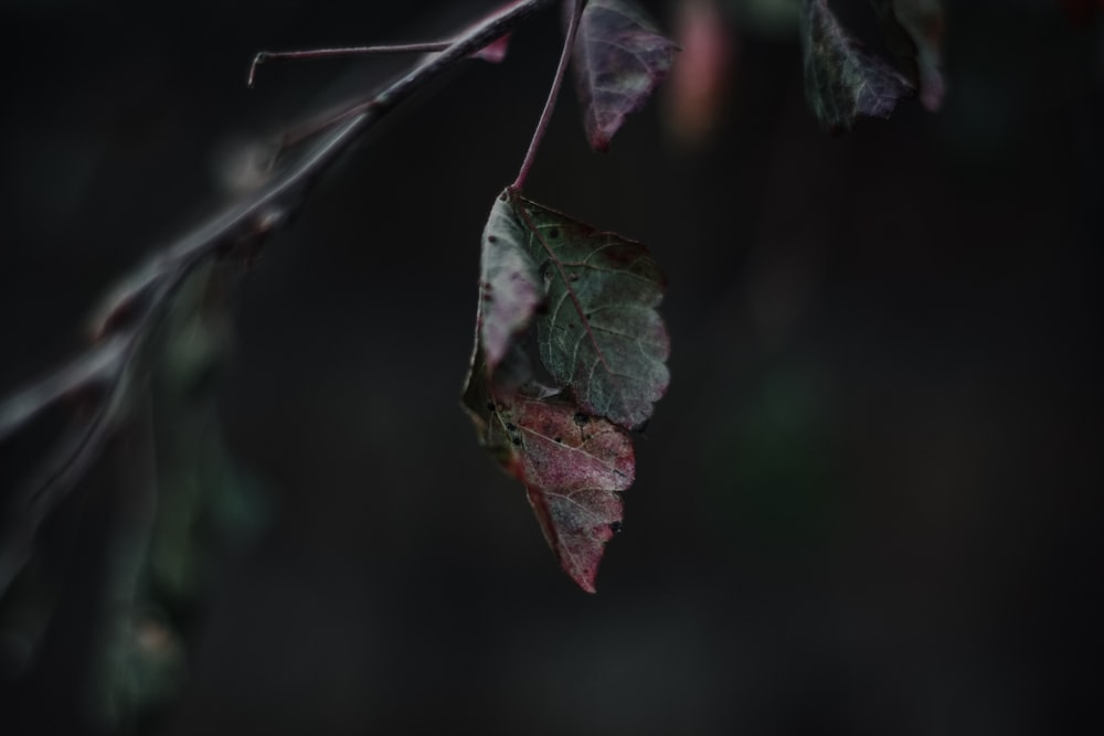 close-up photography of brown and green leaves