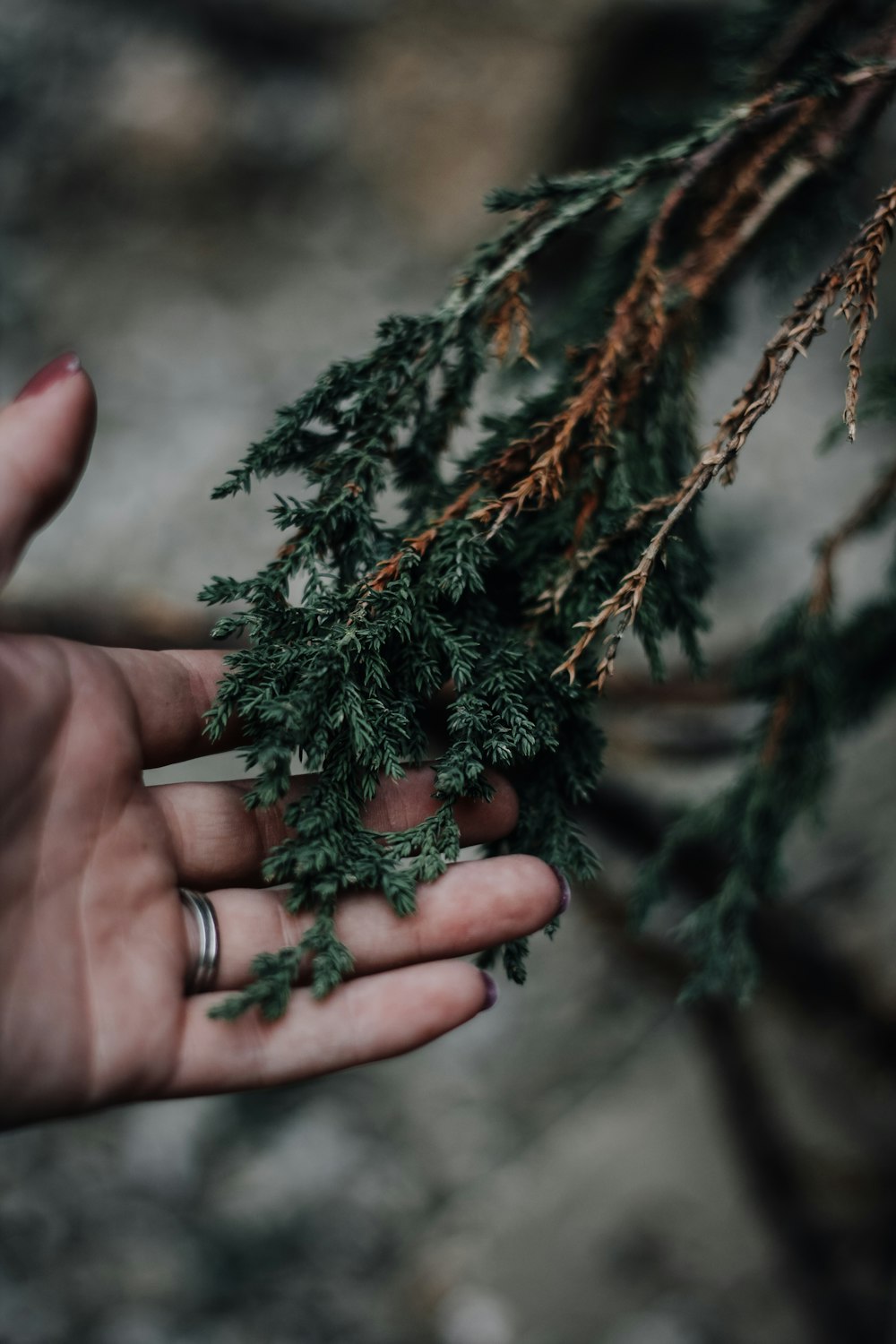 緑の葉の植物を持っている人