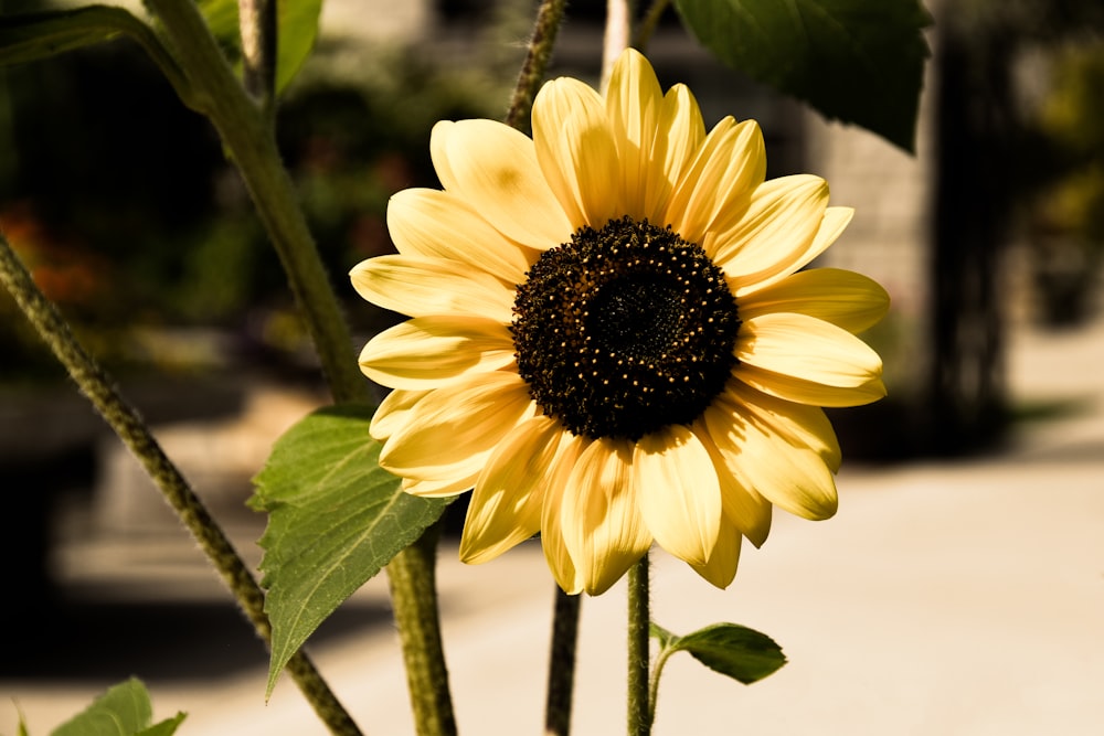 sunflower in shallow focus photography