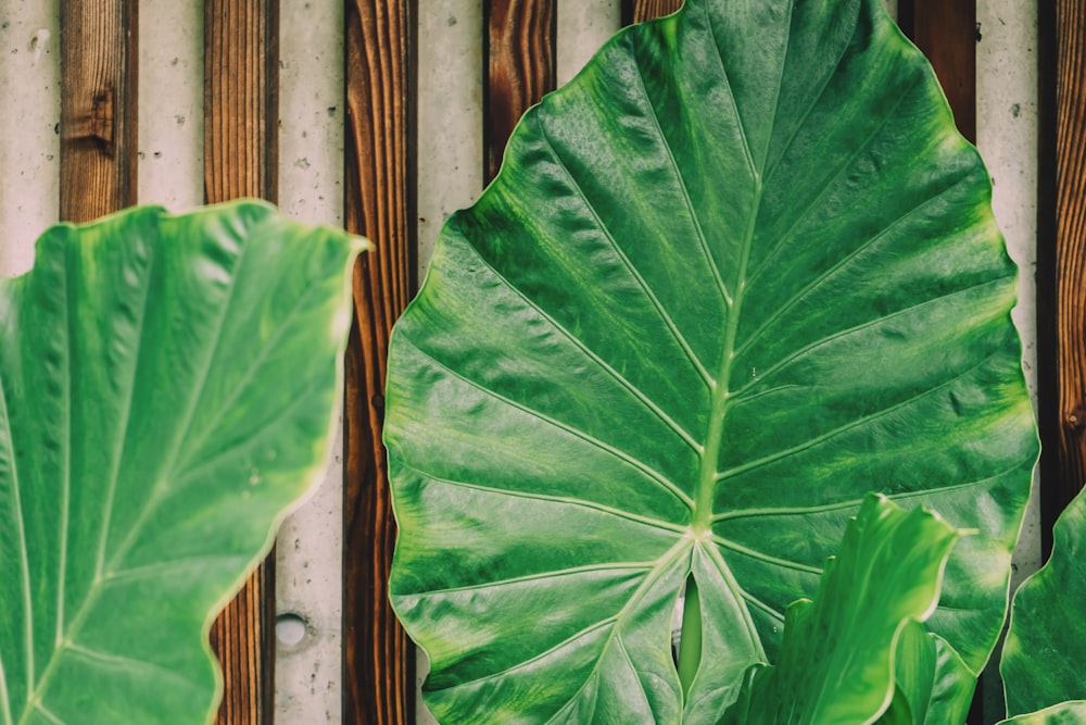 Plantas de taro verde