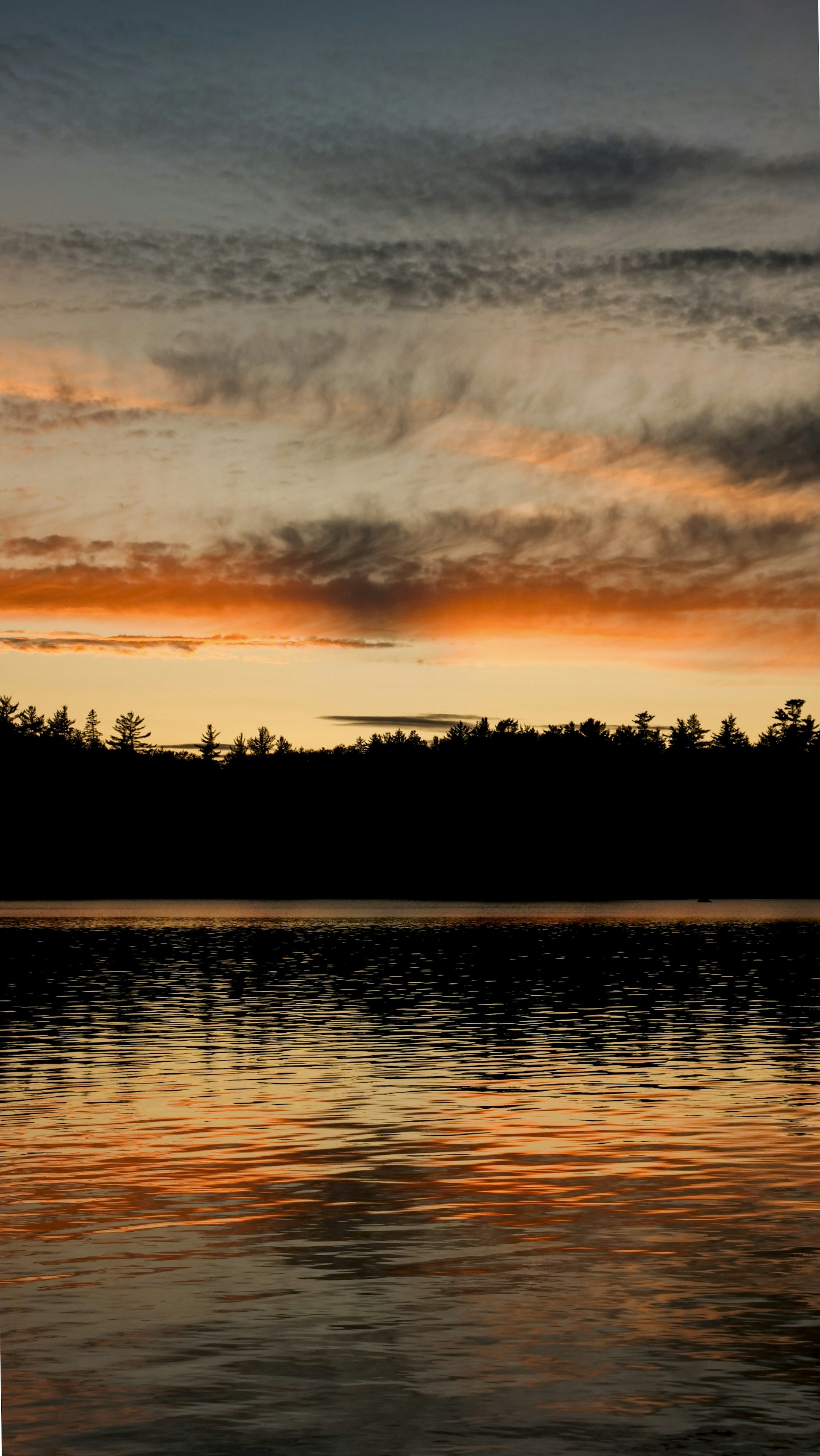silhouette photo of trees and lake during dawn
