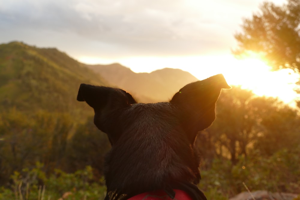 black dog facing mountain range during golden hour