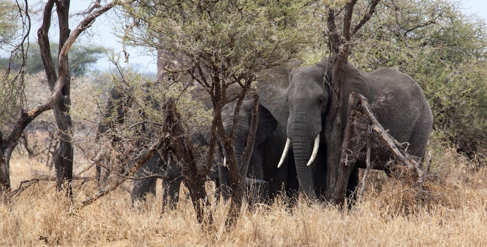 Cuatro elefantes junto a los árboles