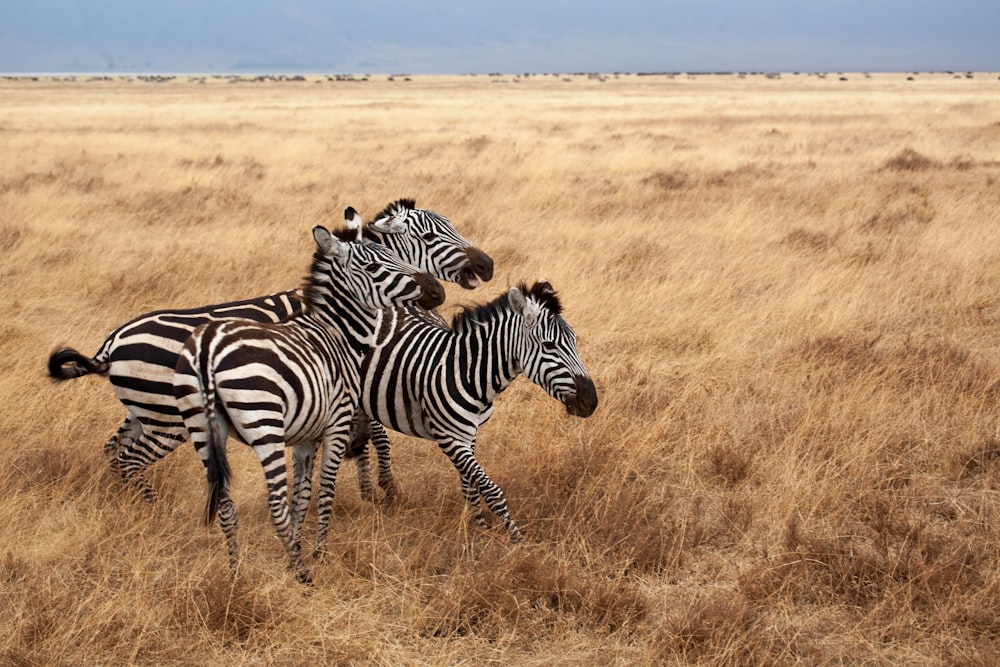 three zebras on brown grass field