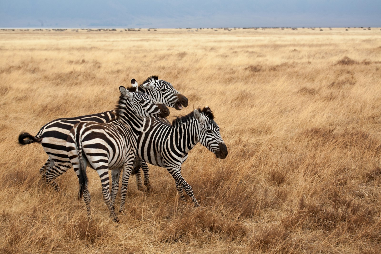Canon EOS 5D + Canon EF 100-400mm F4.5-5.6L IS USM sample photo. Three zebras on brown photography