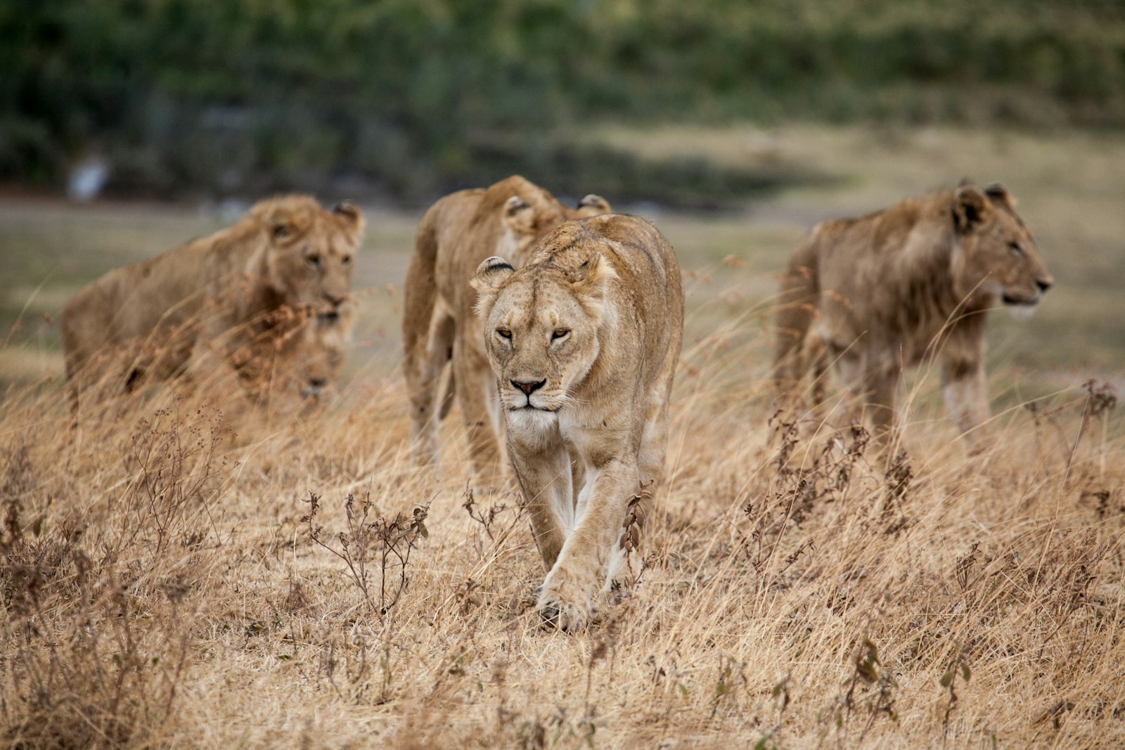 Canon EOS 5D + Canon EF 100-400mm F4.5-5.6L IS USM sample photo. Pride of lion walking photography