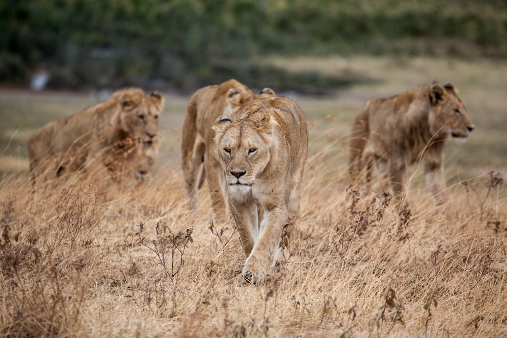 pride of lion walking on dried grass