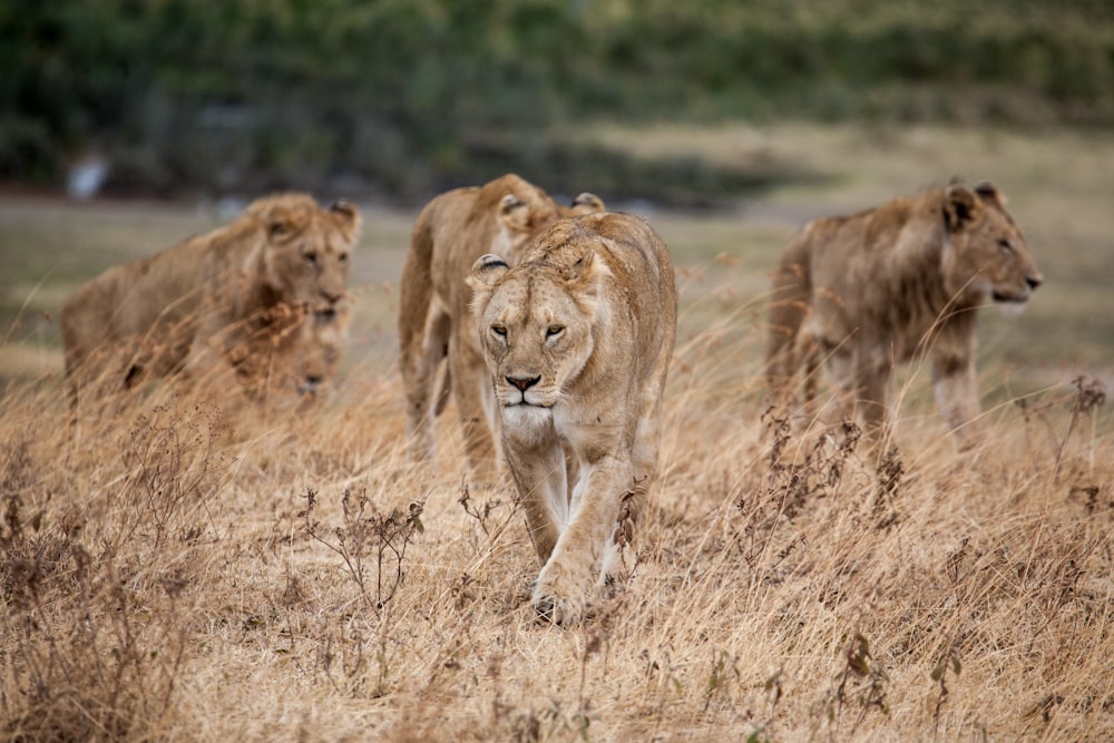 Orgullo de león caminando sobre hierba seca