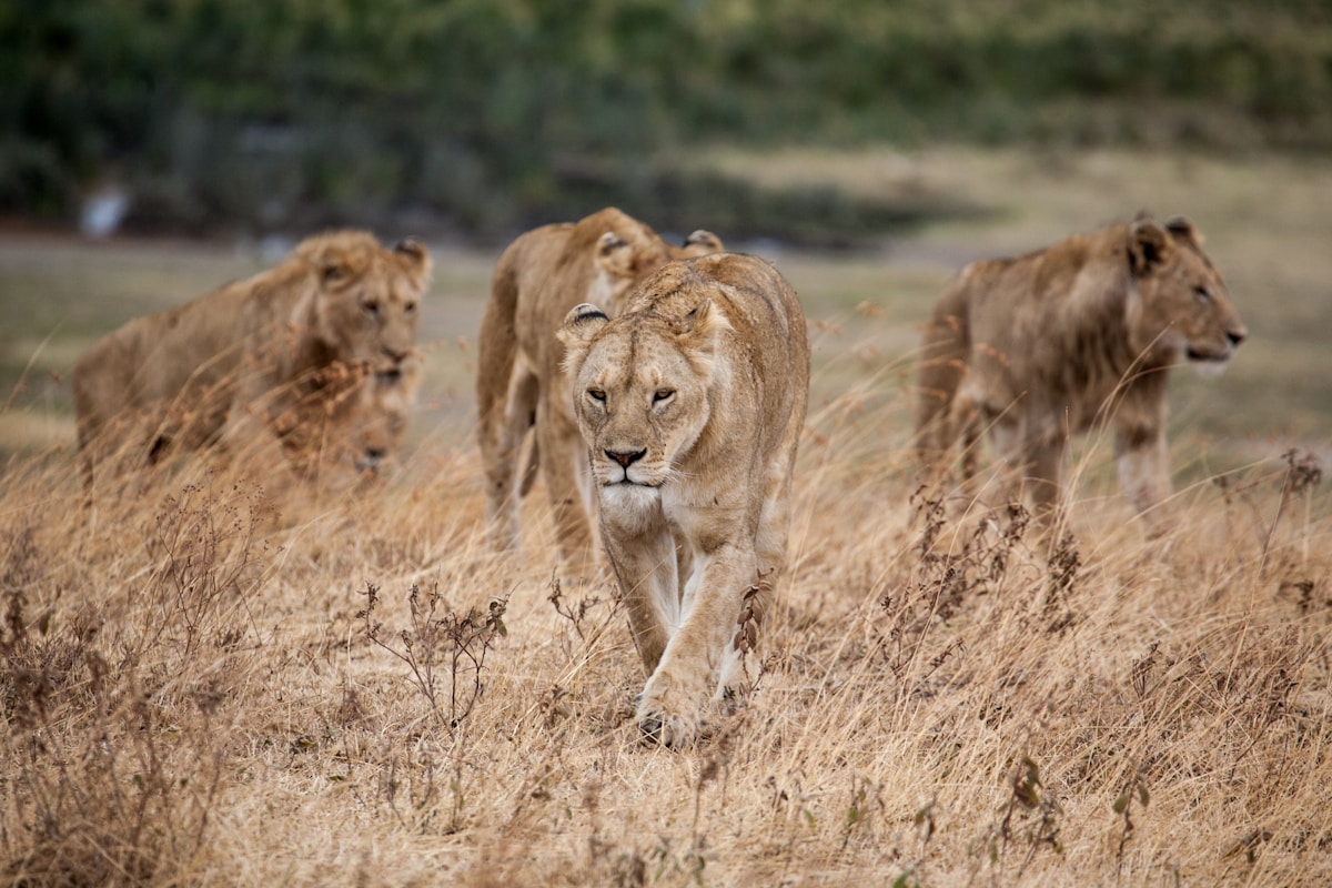 Pride of lions walking across the dried grass floor of the Ngorongoro Crater