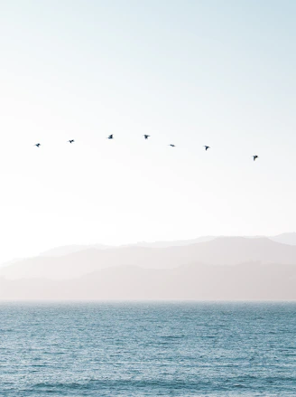 bird flying above water under white sky during daytime photo