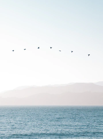 bird flying above water under white sky during daytime photo