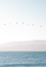 bird flying above water under white sky during daytime photo