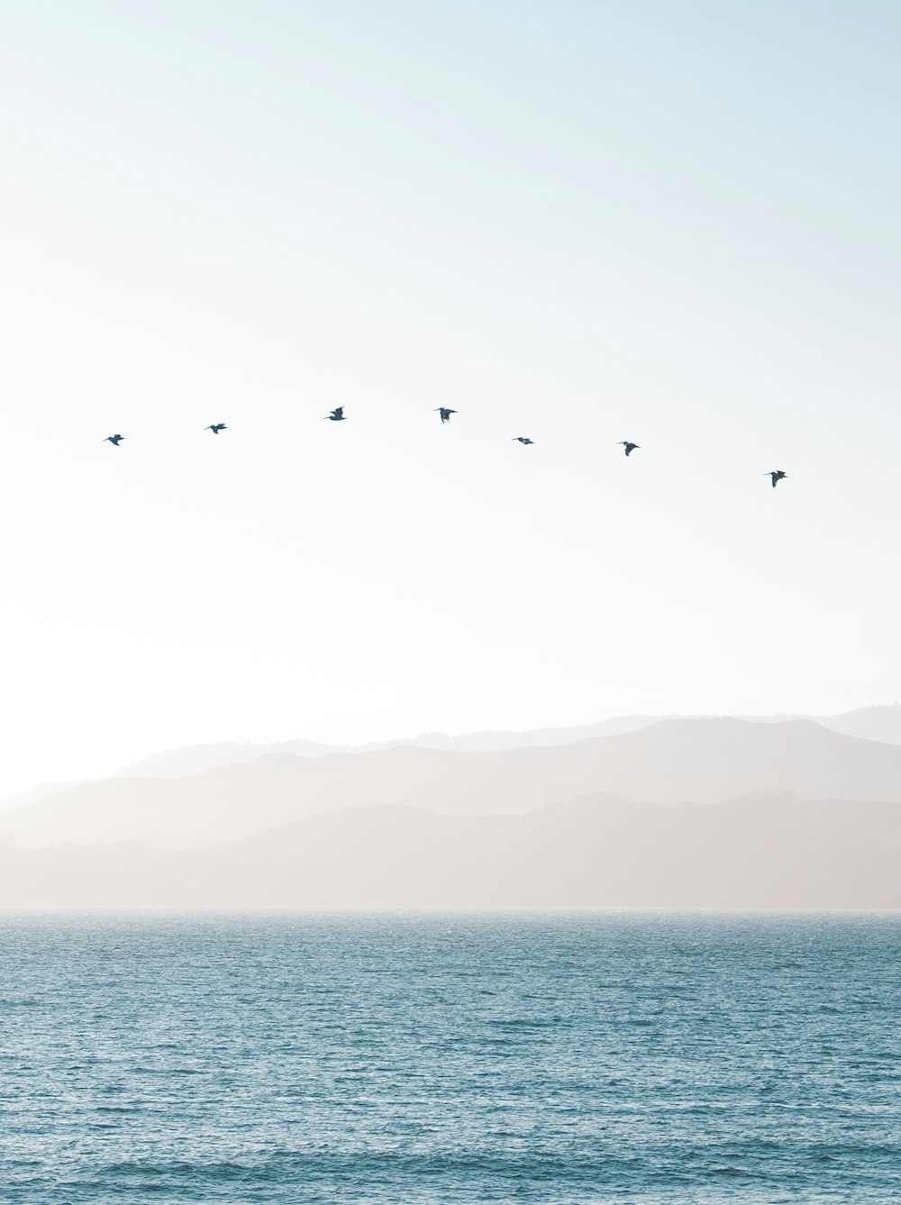 bird flying above water under white sky during daytime photo