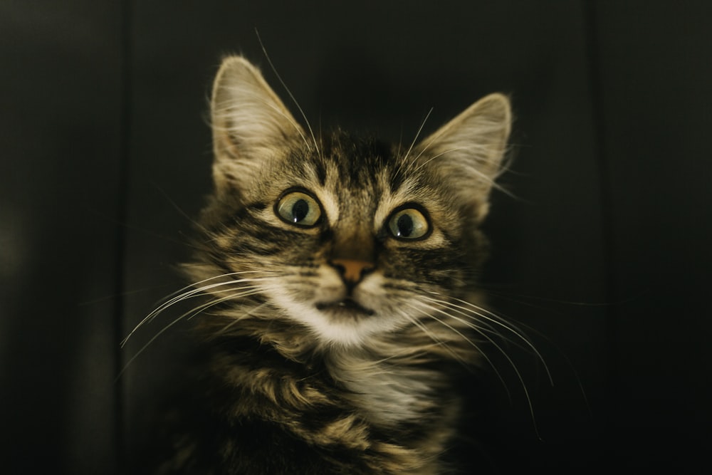 brown tabby cat in close up photography