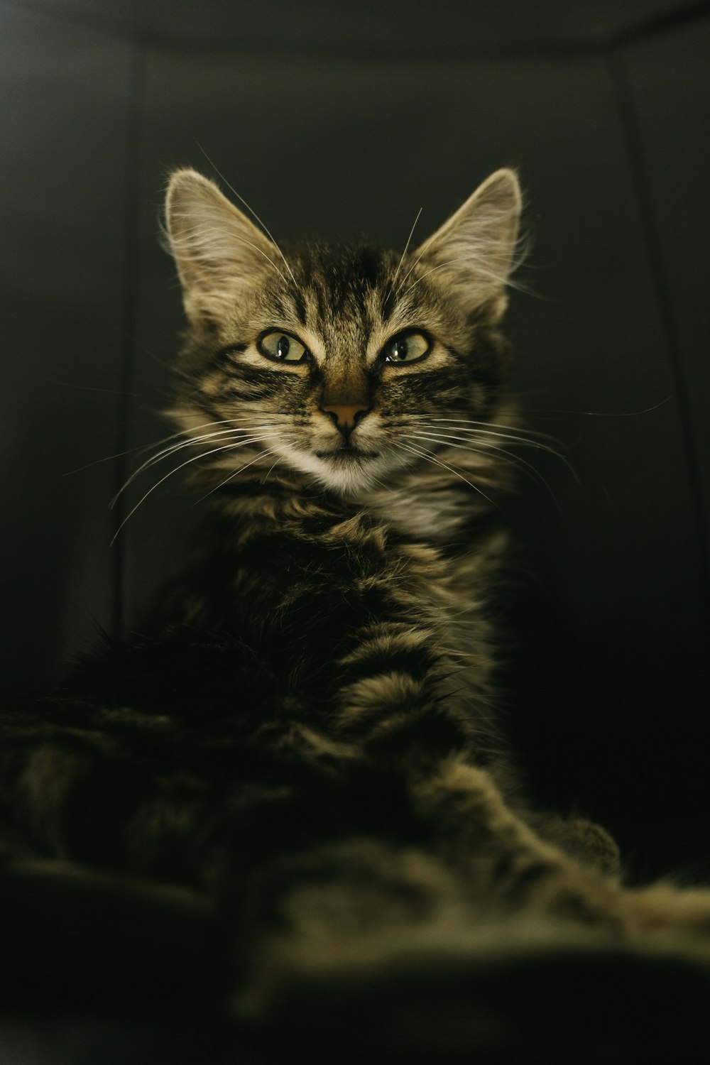 gato atigrado marrón en fotografía en escala de grises