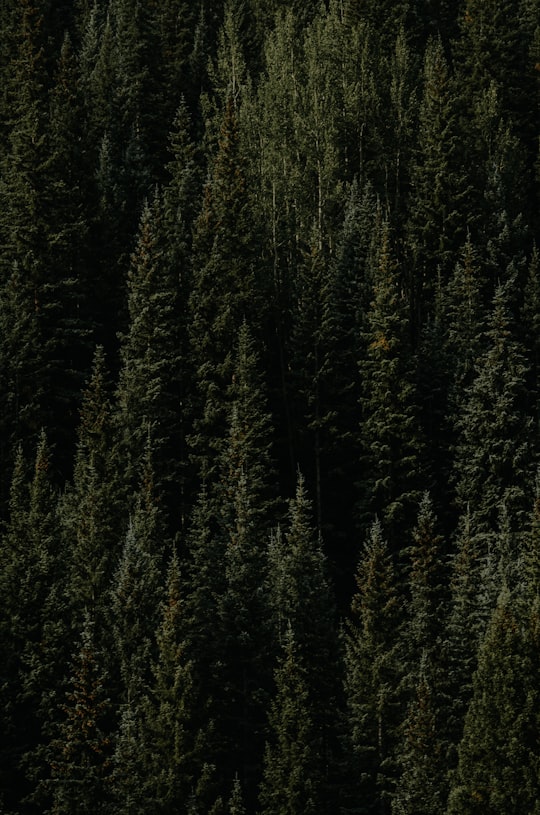 green pine trees in Durango United States