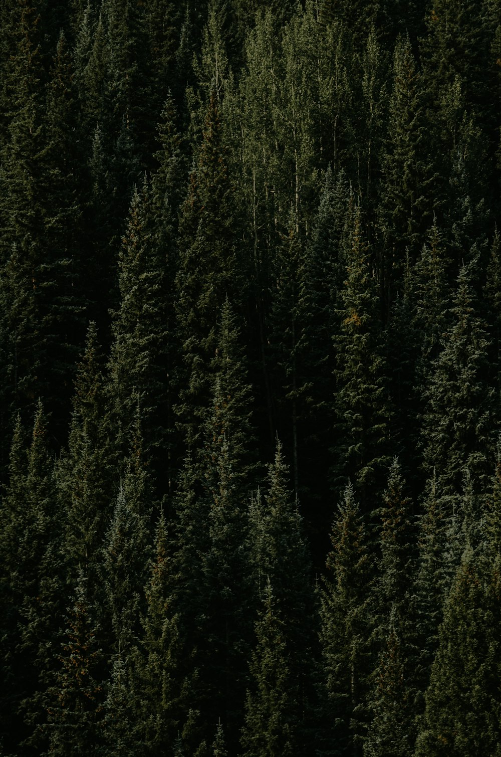 Green pine trees in forrest photo – Free Backgrounds Image on Unsplash