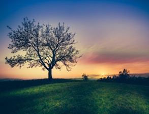 silhouette of tree surrounded by grass