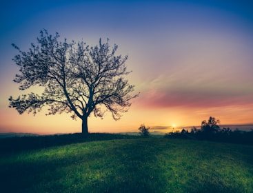 silhouette of tree surrounded by grass