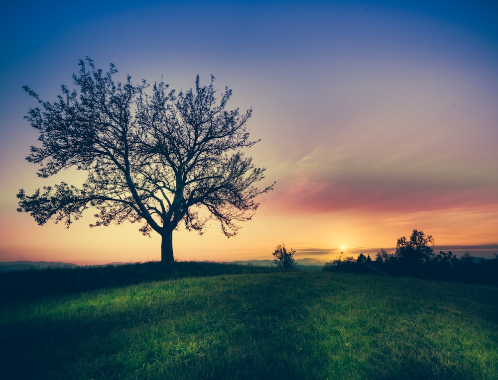 silhouette of tree surrounded by grass