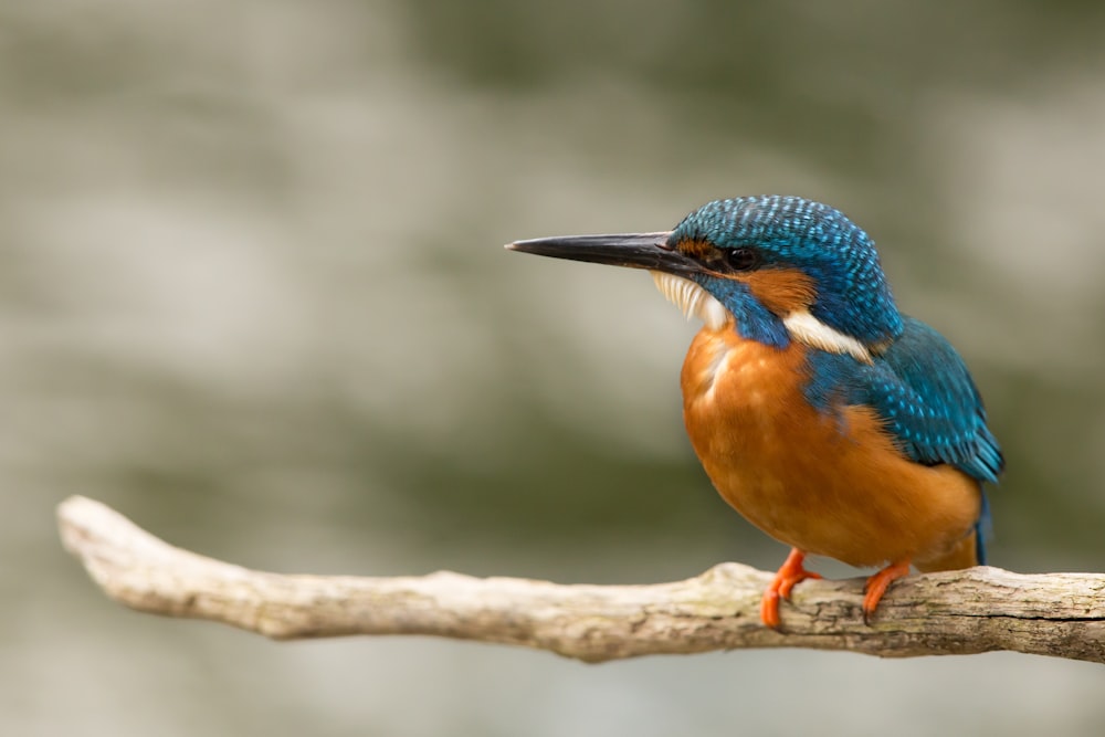 brauner und blauer Vogel auf Ast