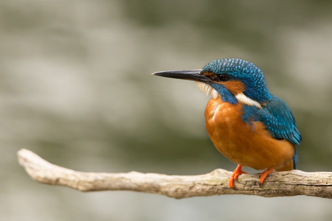 brown and blue bird on branch, Kingfisher