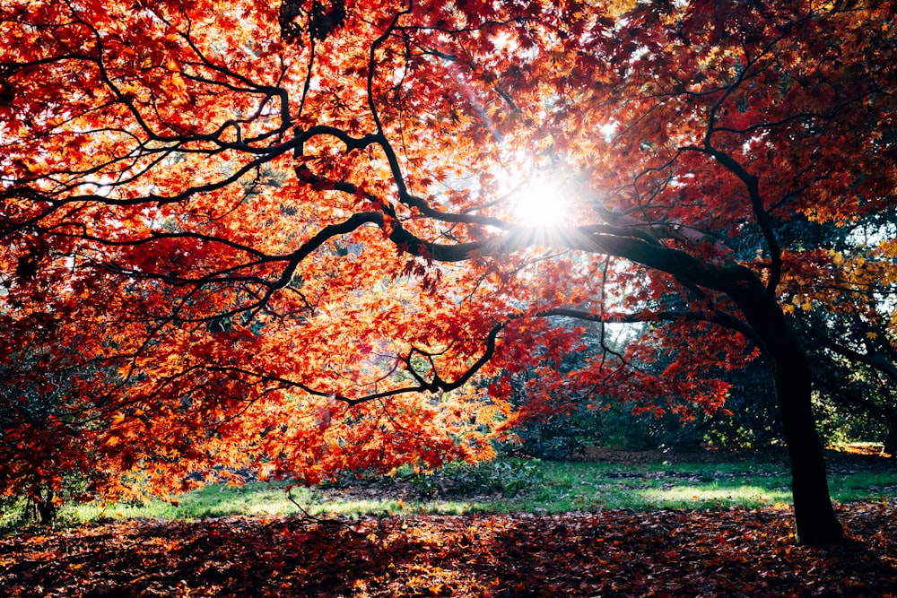 fall trees beside body of water during daytime