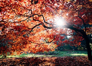 fall trees beside body of water during daytime