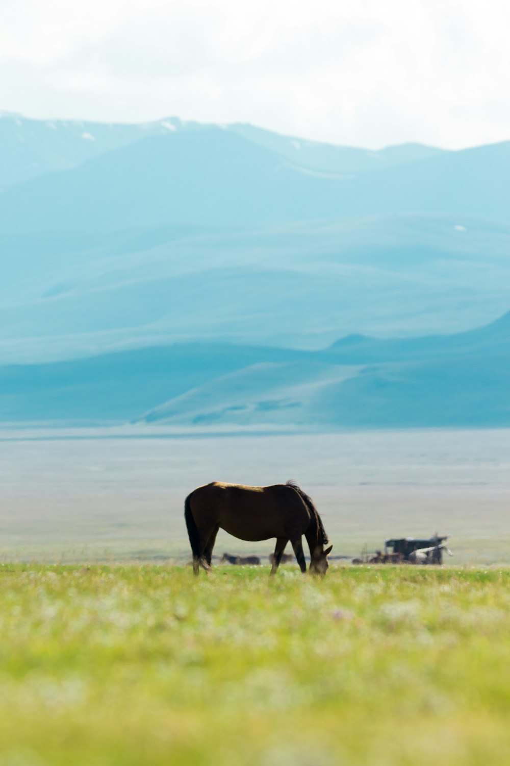 horse eating grass on field at daytime