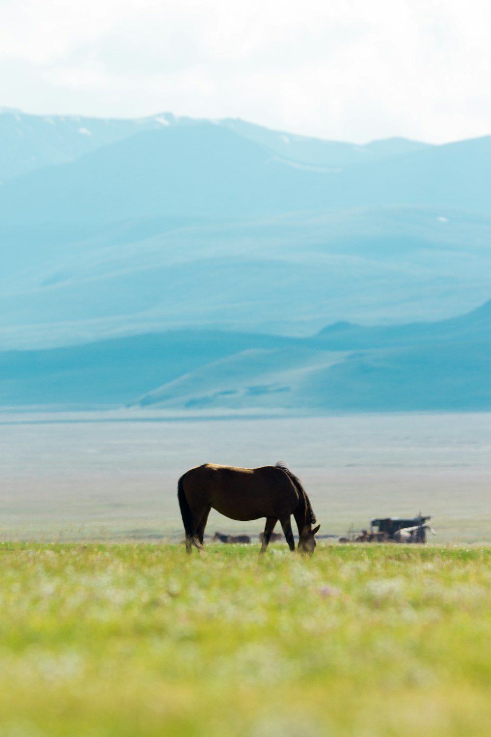 cavallo che mangia erba sul campo durante il giorno