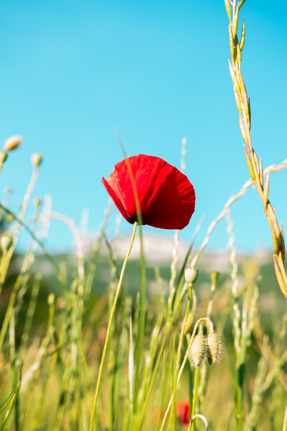 빨간 양귀비 꽃의 선택적 초점 사진