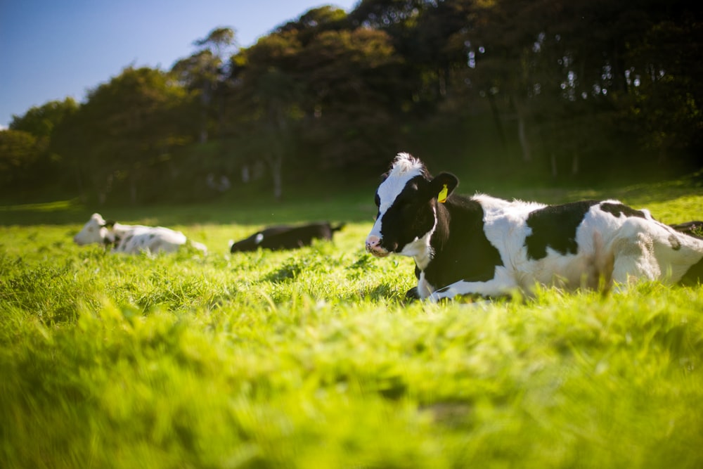 three black and white Angus cattle on green grass during day