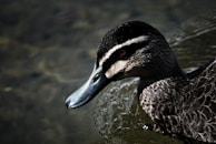 A close-up of a healthy duck swimming in a pond.
