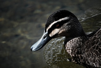 A close-up of a healthy duck swimming in a pond.