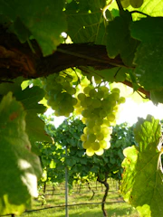 Grapes hanging in neat rows inside a temperature-controlled greenhouse.