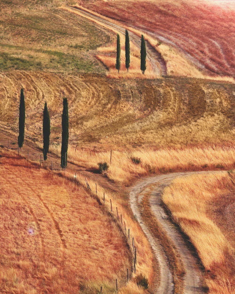 Fotografía de referencia de campo de pastos naranjas y rojos con camino y árboles verdes