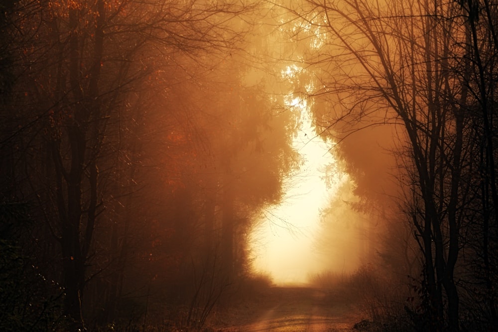 road through forest