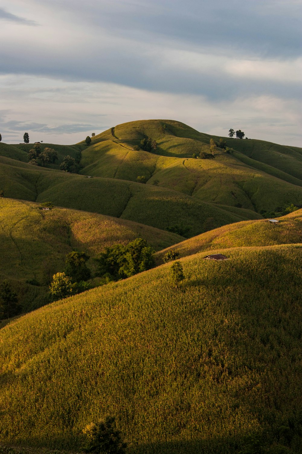 mountain cover with trees photography