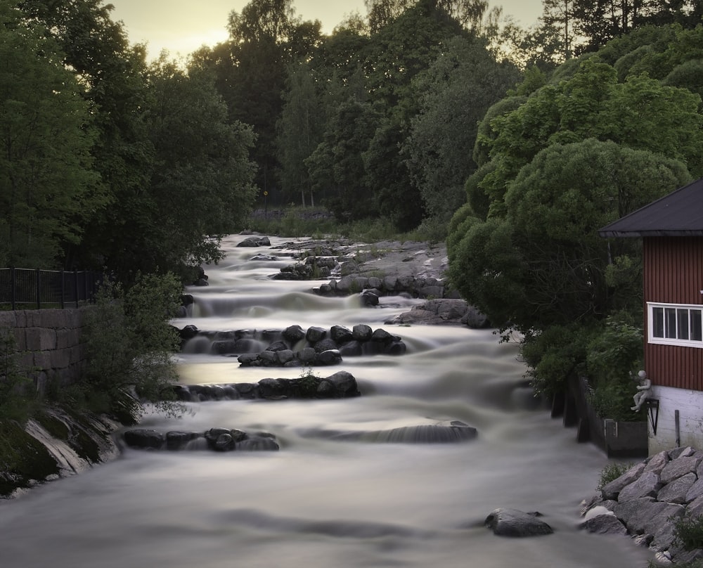 green trees beside river during daytime