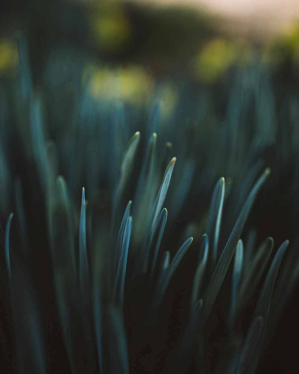 macro photography of leaf