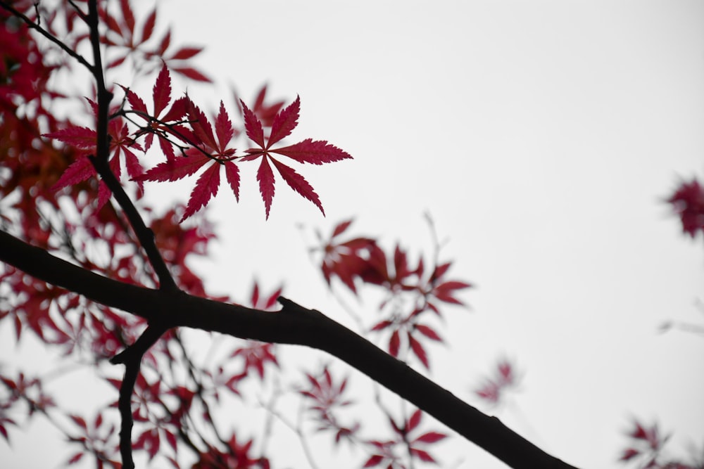 Foto de enfoque selectivo de árboles de hoja roja