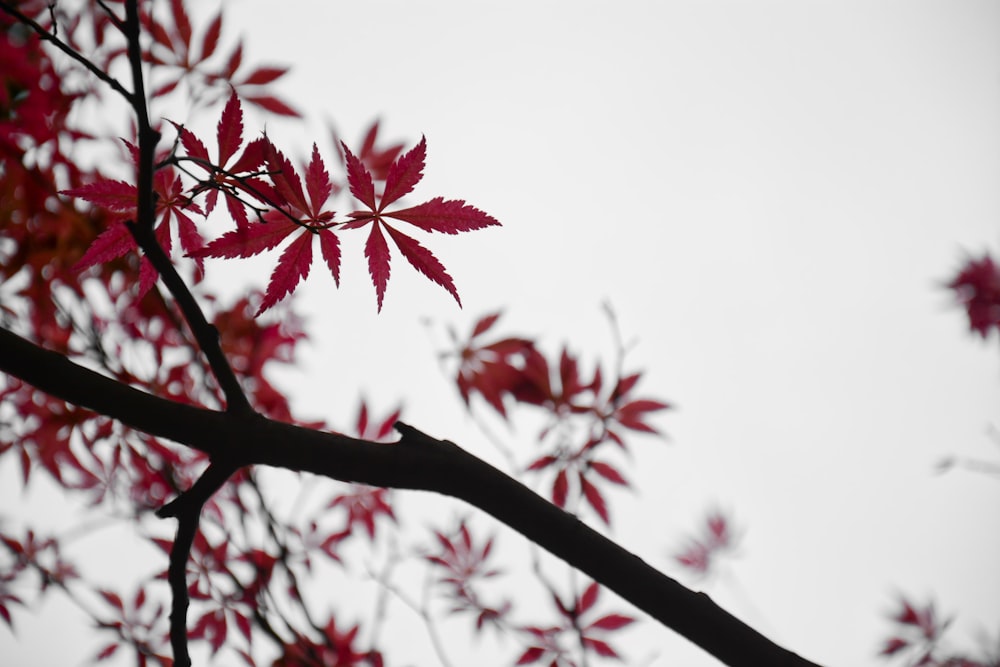 selective focus photo of red leaf trees