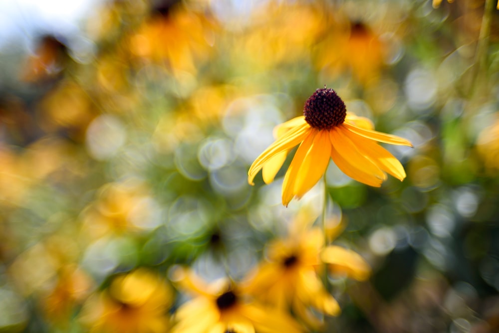 tournesol jaune