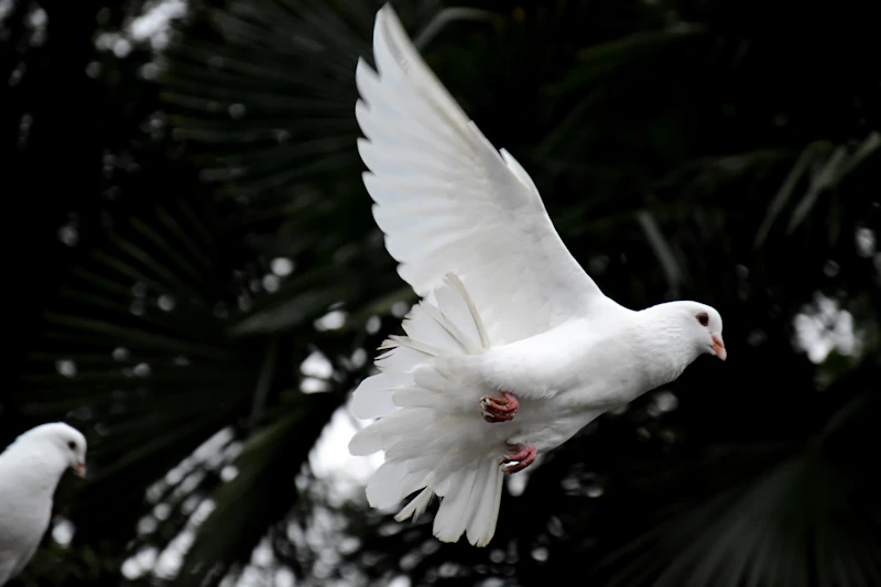 Two white doves flying