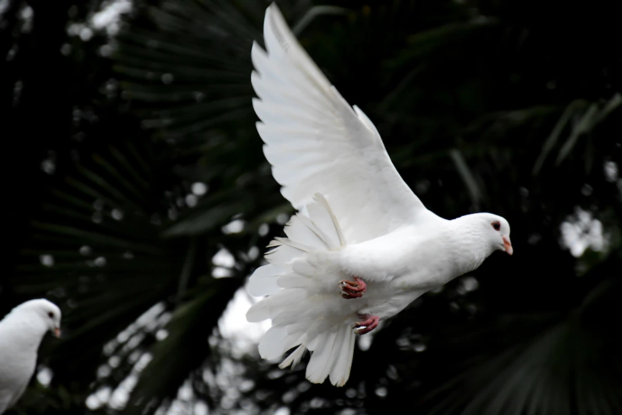 Colombes blanches, symbole de paix et de lien