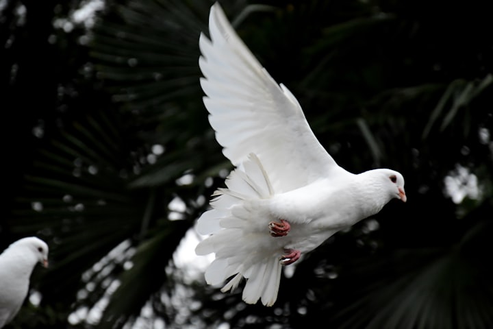 Healing the Injured Dove 
